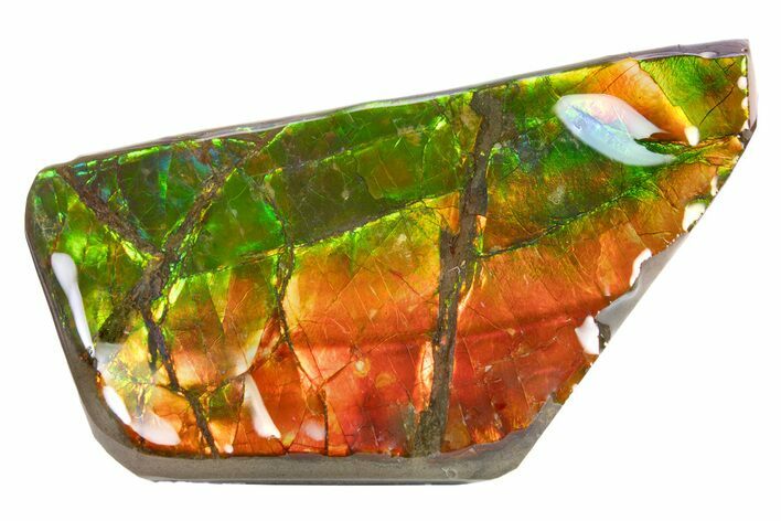 Iridescent Ammolite (Fossil Ammonite Shell) - Rainbow Colored #301643